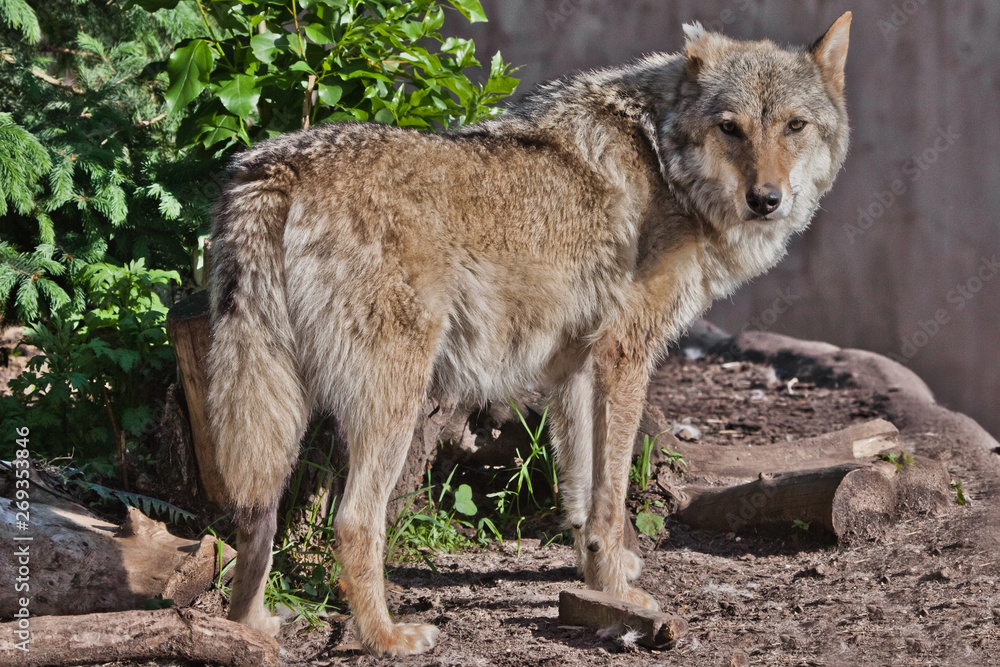 The wolf stands half-turn against the background of green bushes in the spring forest The wolf stands half-turn against the background of green bushes in the spring forest