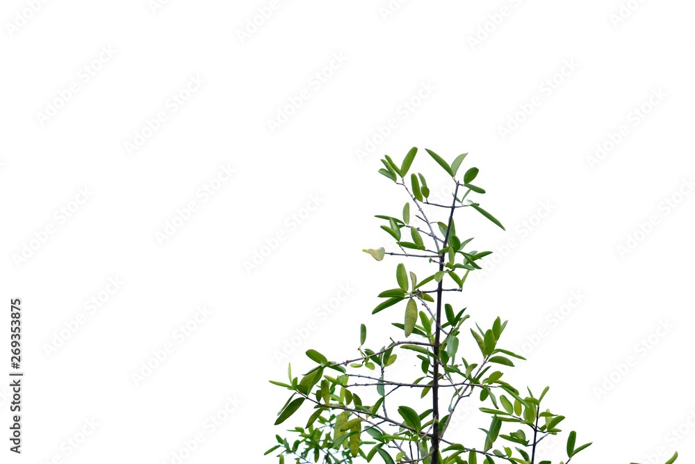 Tropical tree leaves with branches on white isolated background for green foliage backdrop Tropical tree leaves with branches on white isolated background for green foliage backdrop