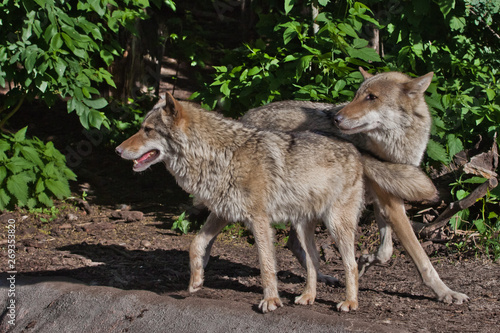 Wolf male and female wolf among green forest  beautiful animals under green trees.