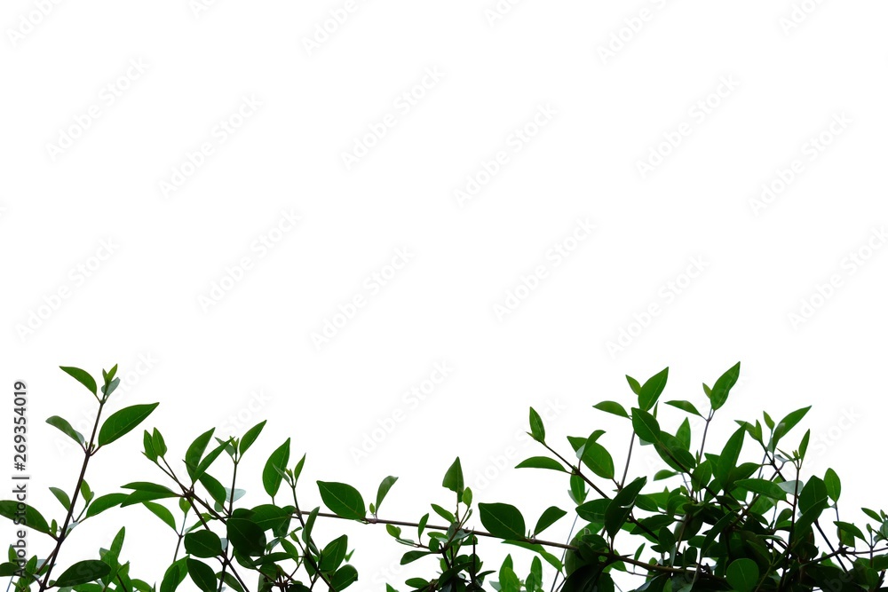 Tropical plant with leaves branches on top,white isolated background for green foliage backdrop 