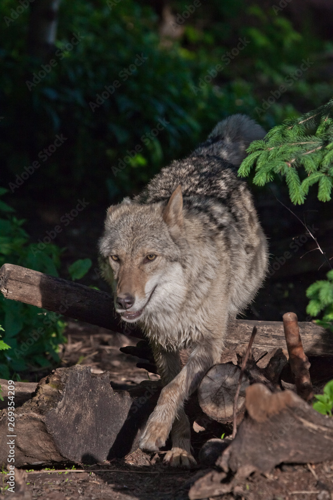 Fototapeta premium A powerful wolf (female wolf) emerges from the green thicket of a dark summer forest. The predatory wild animal is beautifully lit by the setting sun.