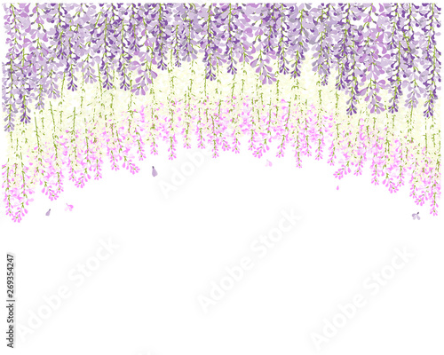 wisteria flower , beautiful flower with purple white and pink