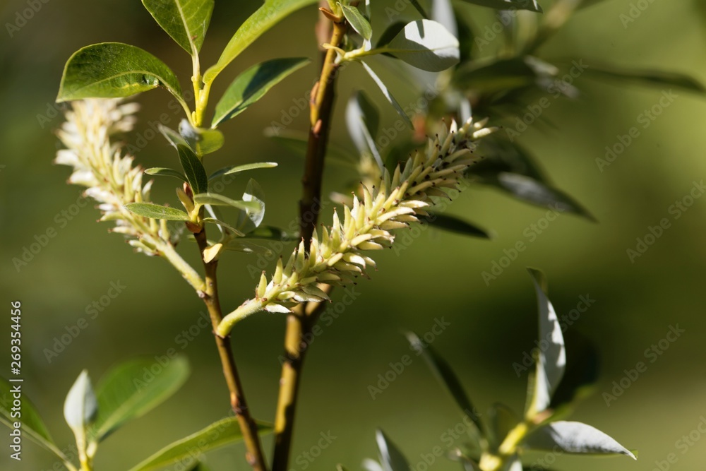 Flowers of the willow tree Salix bicolor. Flowers of the willow tree Salix bicolor.