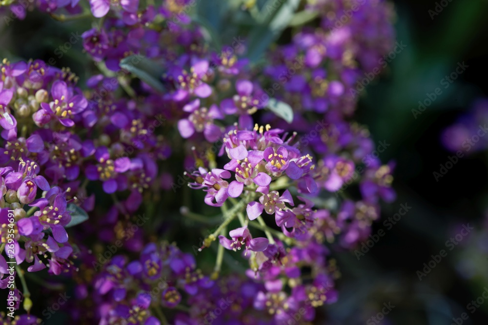 Pink flowers of Alyssum spinosum Pink flowers of Alyssum spinosum