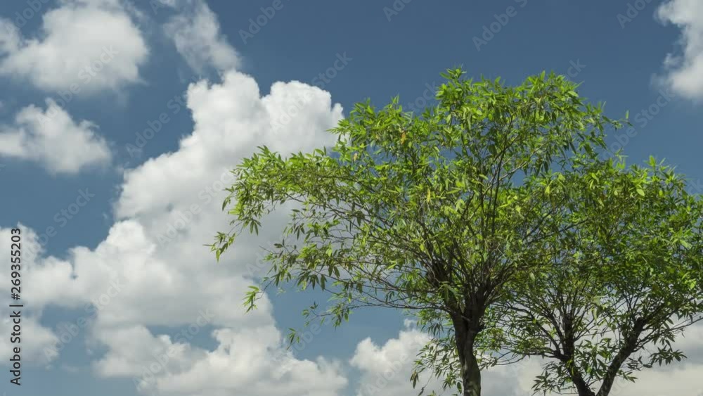 Timelapse of beautiful green trees with crisp clear blue sky and fast moving scattered puffy white clouds. Timelapse of beautiful green trees with crisp clear blue sky and fast moving scattered puffy white clouds.