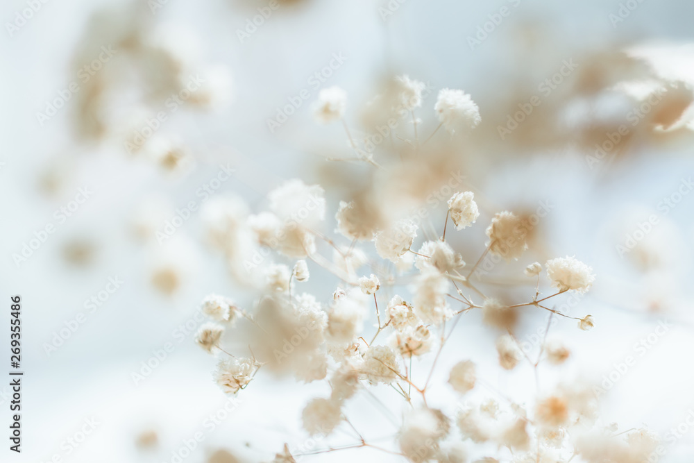 White flowers gypsophila close up