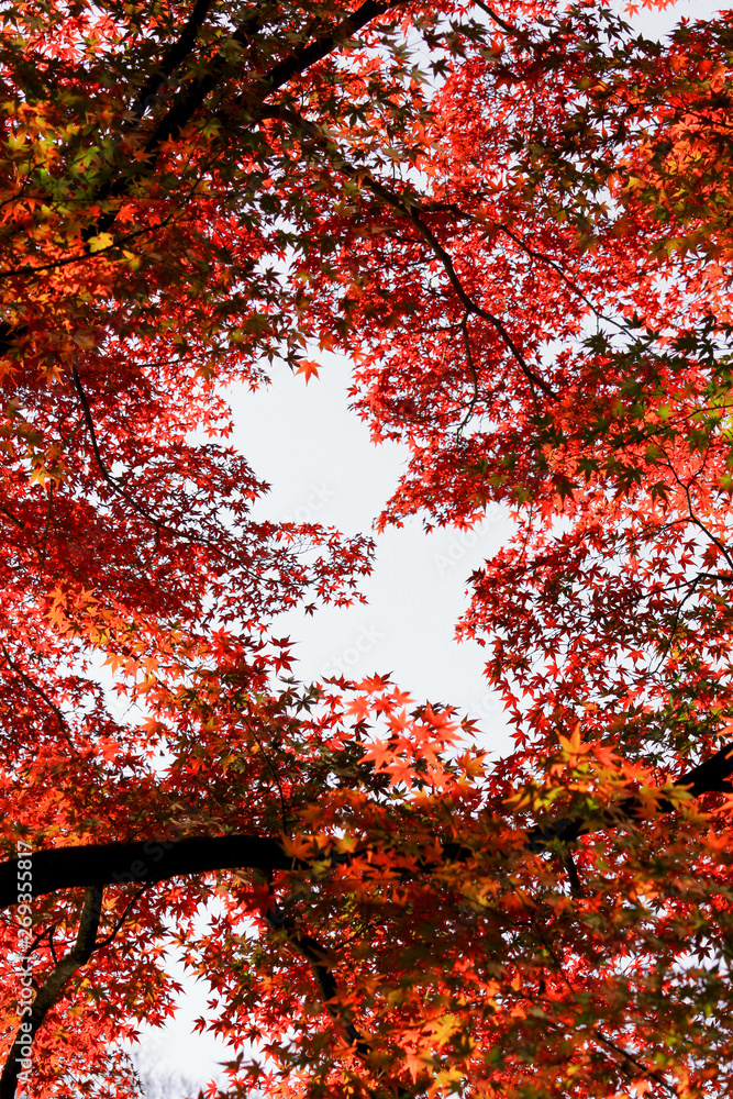 A red colored Japanese maple leaf frame seen from inside the autumn forest A red colored Japanese maple leaf frame seen from inside the autumn forest