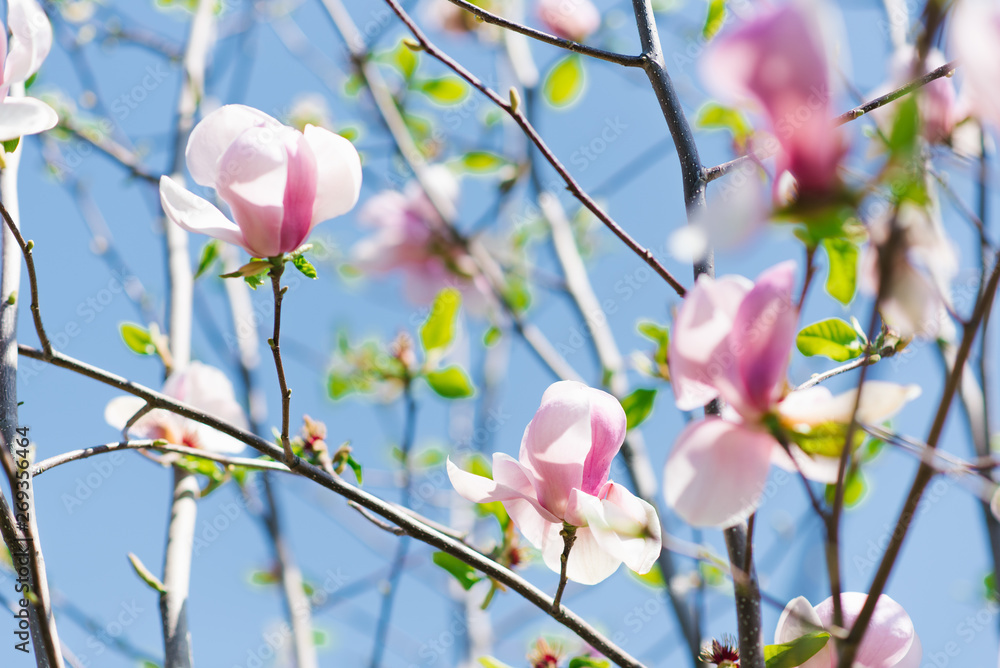 Fototapeta premium pink magnolia flowers on a branch against a blue sky in spring