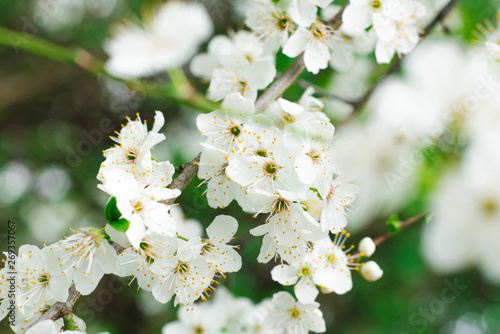 white flowers of sakura  cherry in spring on a branch  close up