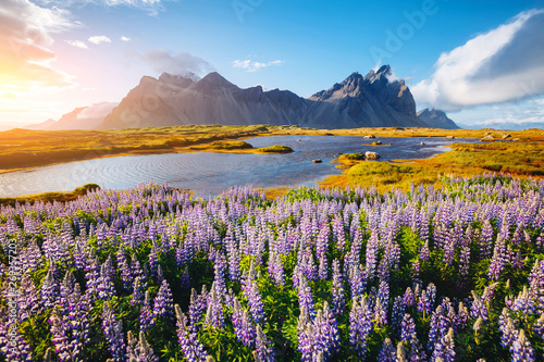 Beautiful view of lupine flowers on sunny day. Location Stokksnes cape, Vestrahorn, Iceland, Europe.