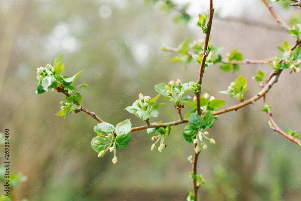 Apple branch with buds of flowers. Spring time Apple branch with buds of flowers. Spring time