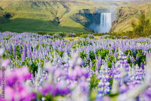 Beautiful view of vivid lupine flowers. Location place Skogafoss waterfall, Iceland Europe.