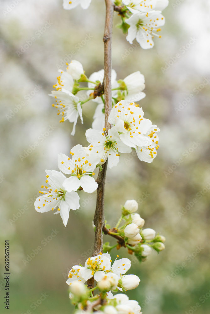 white flowers of the garden tree, cherry on the branch white flowers of the garden tree, cherry on the branch