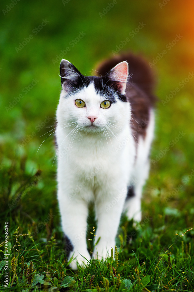 Cute cat on green grass