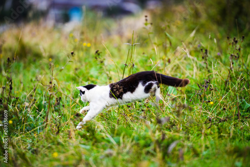 hunting cat jumping through grass