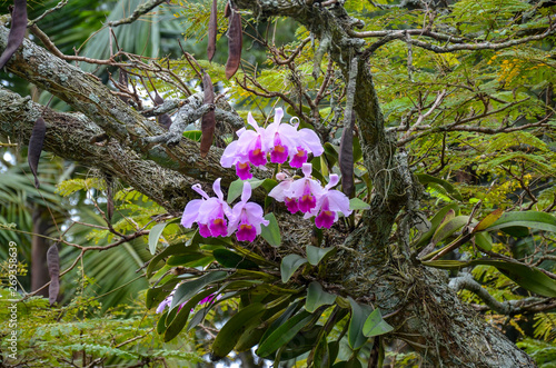 Colombian orchid photo