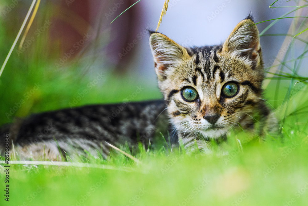 Cute little kitten on green grass