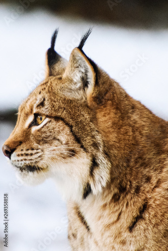 lynx in winter