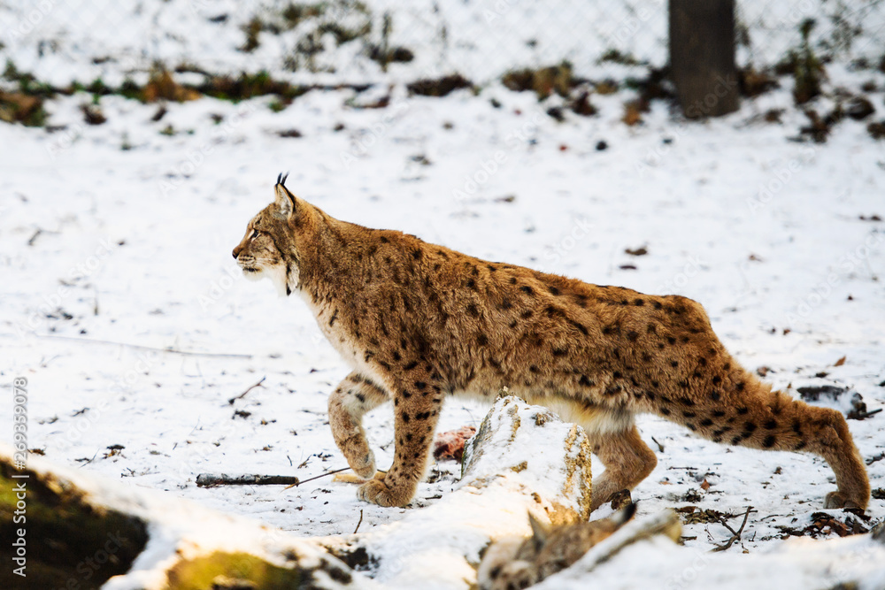 Fototapeta premium lynx hunting in winter