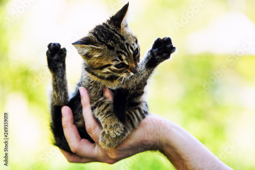 Cute little kitten on hand