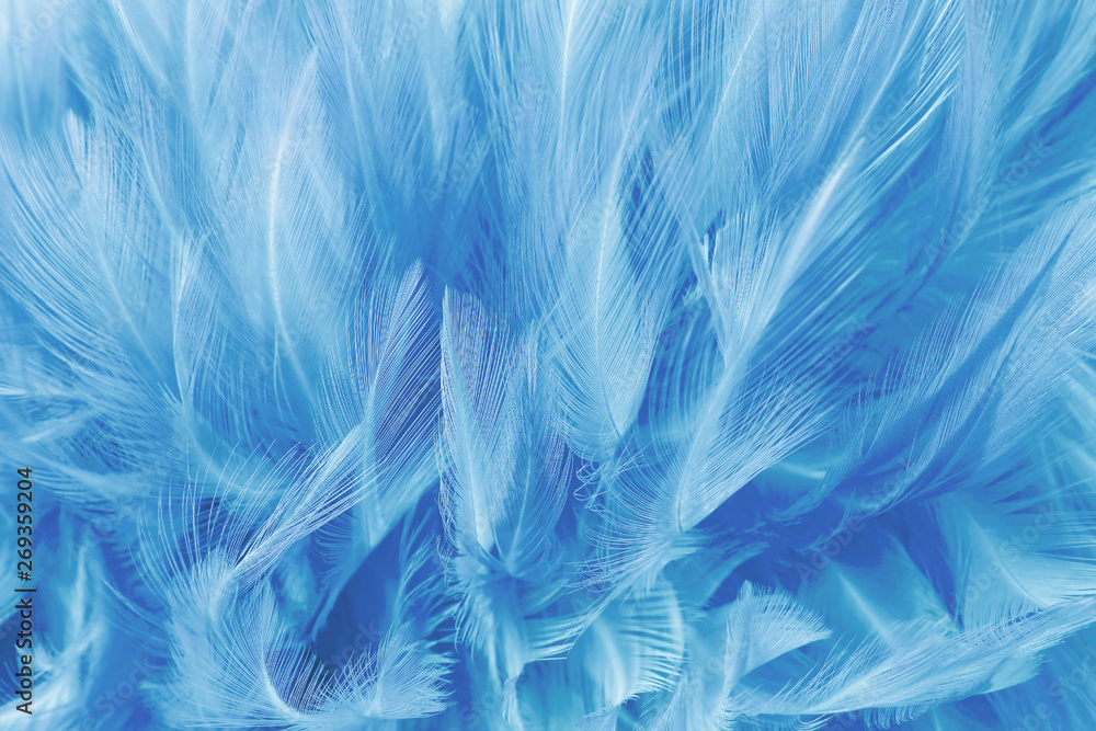 Beautiful dark blue feathers texture background. Beautiful dark blue feathers texture background.