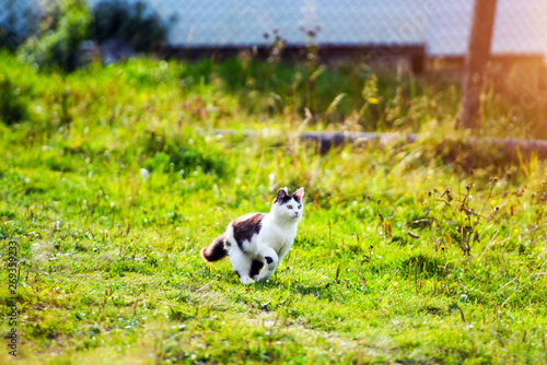 hunting cat running through grass