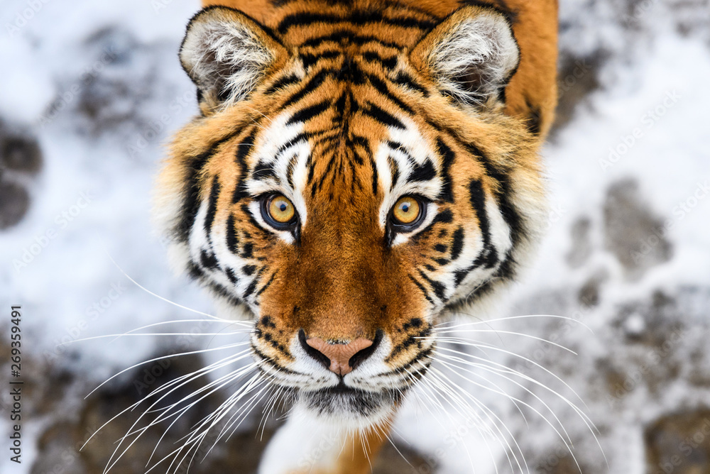 Naklejka premium Beautiful Amur tiger on snow. Tiger in winter forest