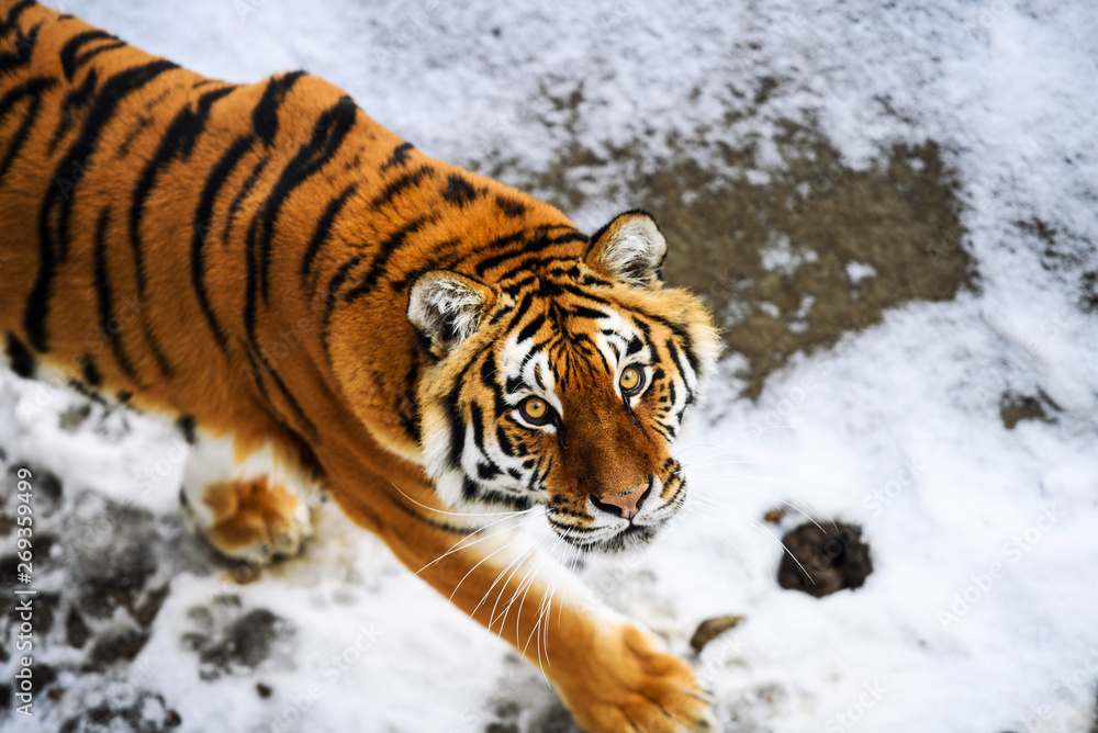 Obraz premium Beautiful Amur tiger on snow. Tiger in winter forest