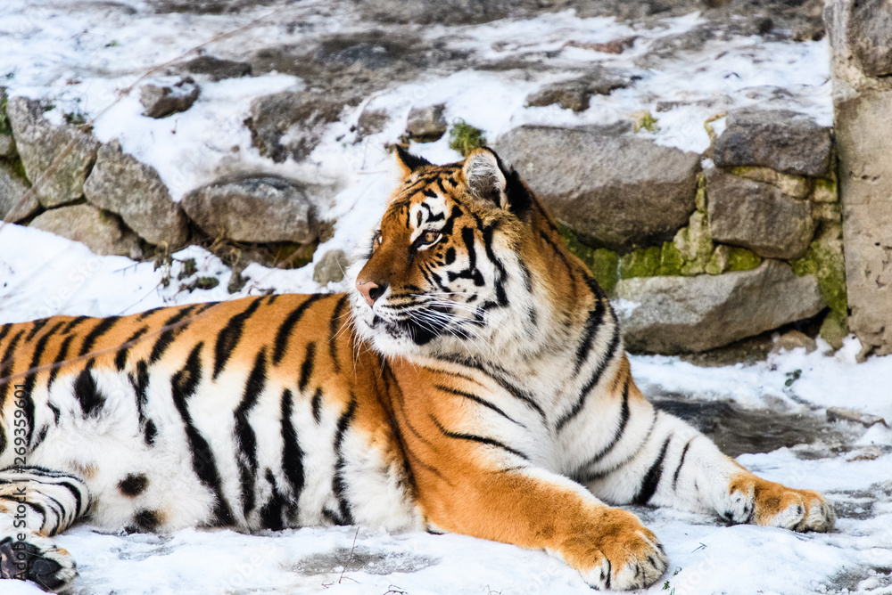 Obraz premium Beautiful Amur tiger on snow. Tiger in winter forest