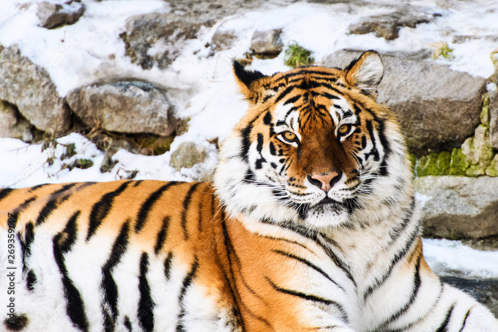Obraz premium Beautiful Amur tiger on snow. Tiger in winter forest
