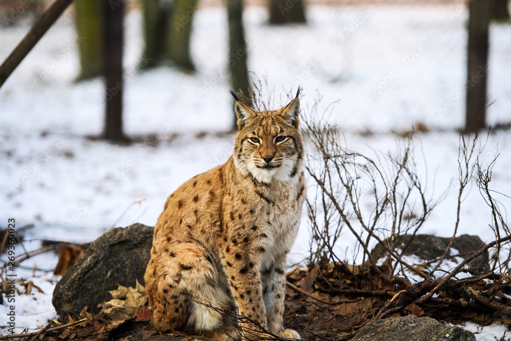 Fototapeta premium lynx in winter