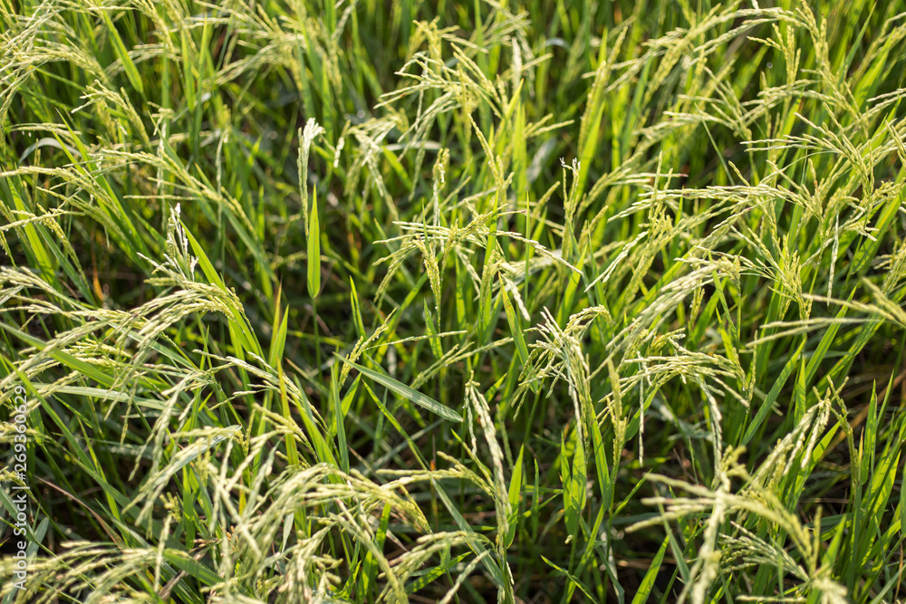 Jasmine rice fields in Thailand