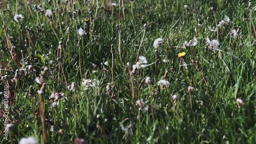 Beautiful fluffy white dandelions in spring field in sunny day. photo