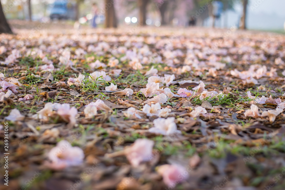 Pantip pink or pink Pantip, cherry blossoms bloom during the season and morning light. Pantip pink or pink Pantip, cherry blossoms bloom during the season and morning light.