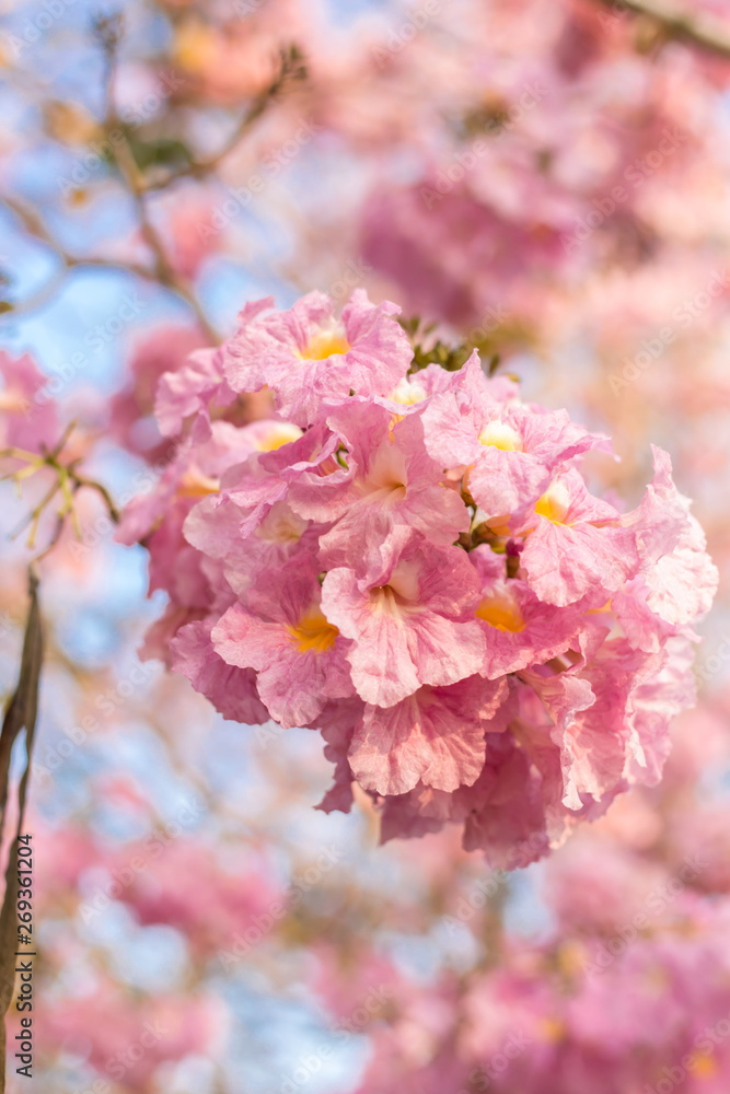 Pantip pink or pink Pantip, cherry blossoms bloom during the season and morning light. 