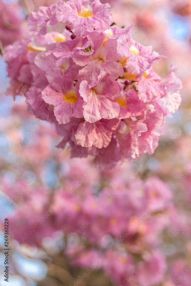 custom made wallpaper toronto digitalPantip pink or pink Pantip, cherry blossoms bloom during the season and morning light. 