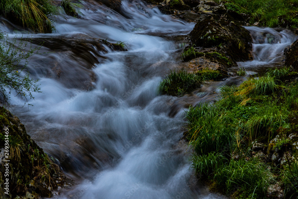 Fototapeta premium green forest with flowing water