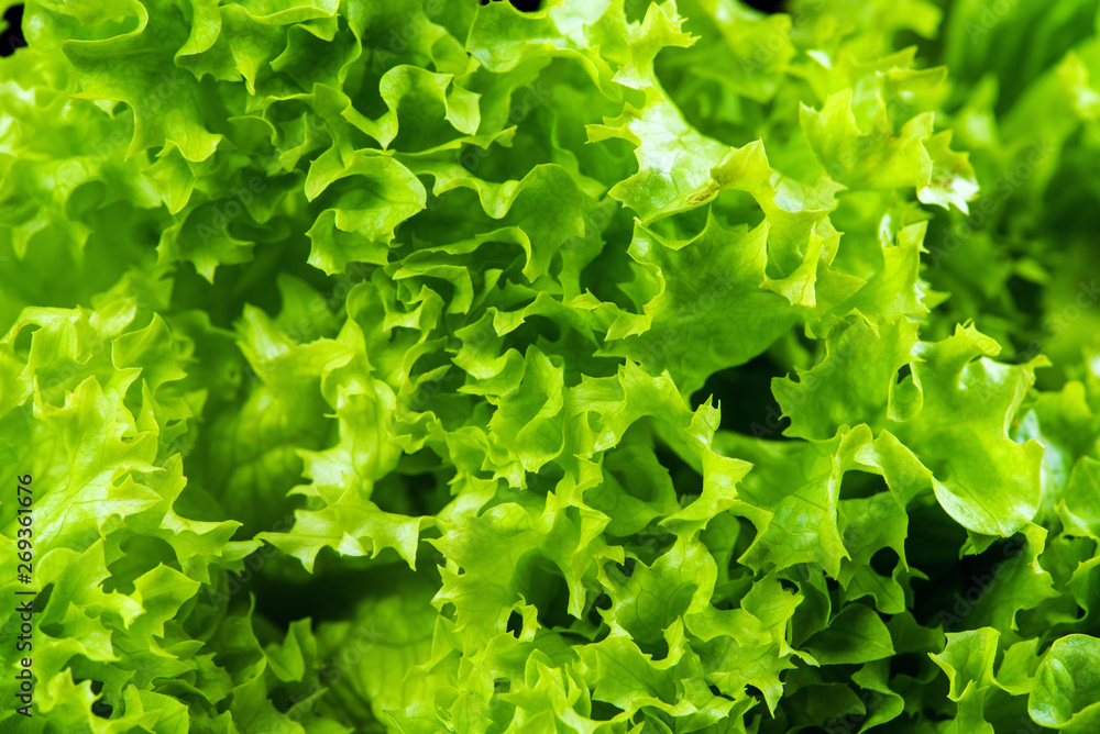 Fresh green salad isolated on black background Fresh green salad isolated on black background
