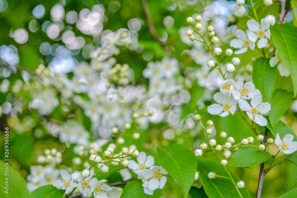 Bird cherry tree in blossom. Close-up of a Tree with white little Flowers Bird cherry tree in blossom. Close-up of a Tree with white little Flowers