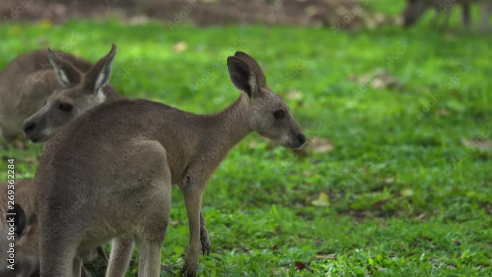 Close up of a young Kangaroo in Queensland, Australia Close up of a young Kangaroo in Queensland, Australia