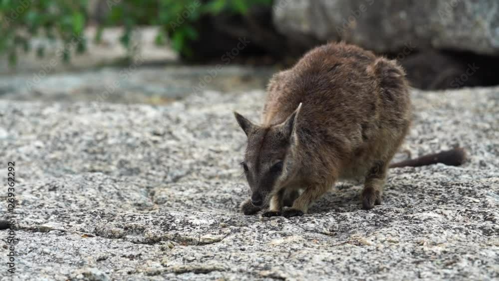 A Rock Wallaby eating in Queensland, Australia A Rock Wallaby eating in Queensland, Australia