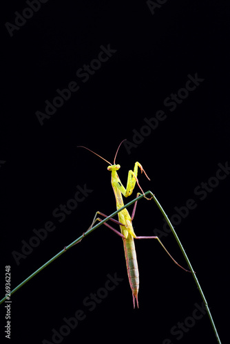 Praying mantis (Mantis religiosa) on black background