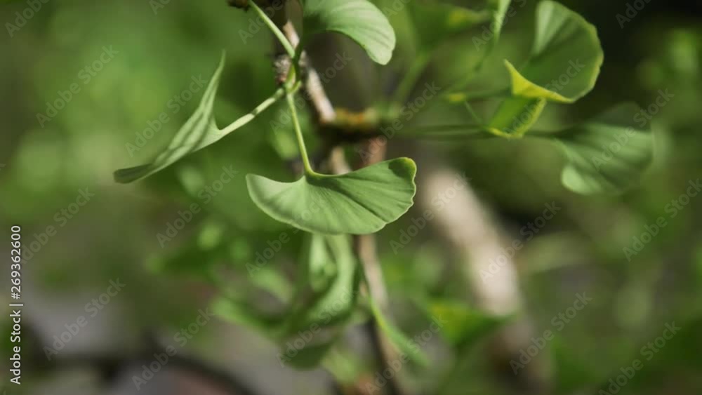Gingko tree leaves Version 2. 20sec/24fps Gingko tree leaves Version 2. 20sec/24fps