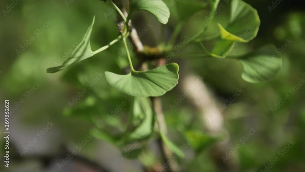 Gingko tree leaves Version 2. 10sec/24fps Gingko tree leaves Version 2. 10sec/24fps