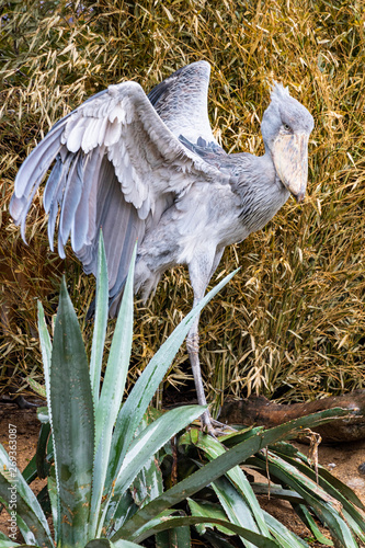 Shoebill standing on a tree