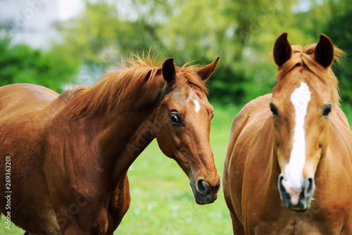 Portrait of two horses © The Len
