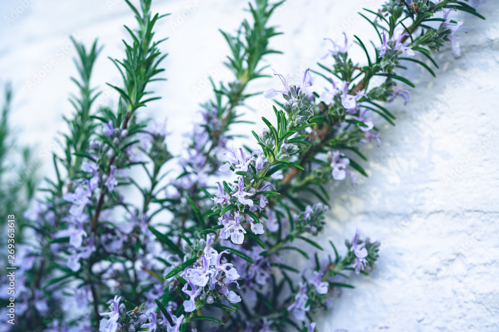 Rosemary twig with blossom against white background Rosemary twig with blossom against white background