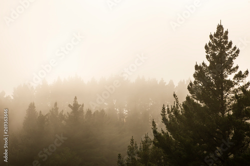 Foggy Forest background 