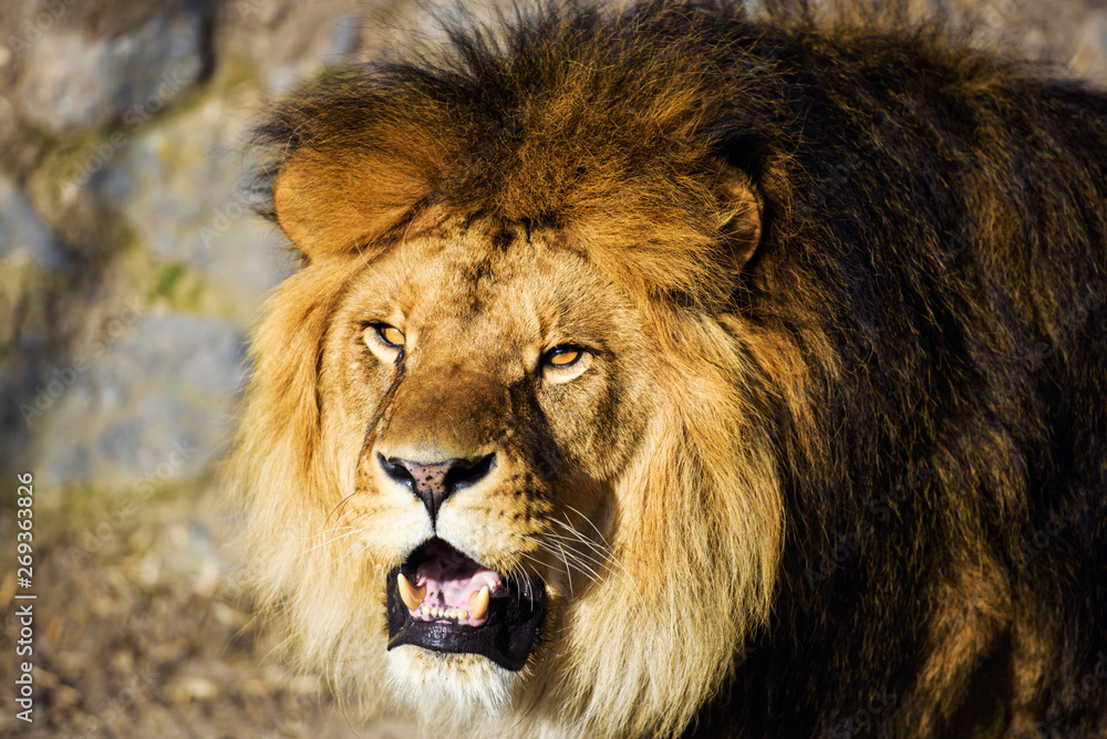 Beautiful Mighty Lion Beautiful Mighty Lion
