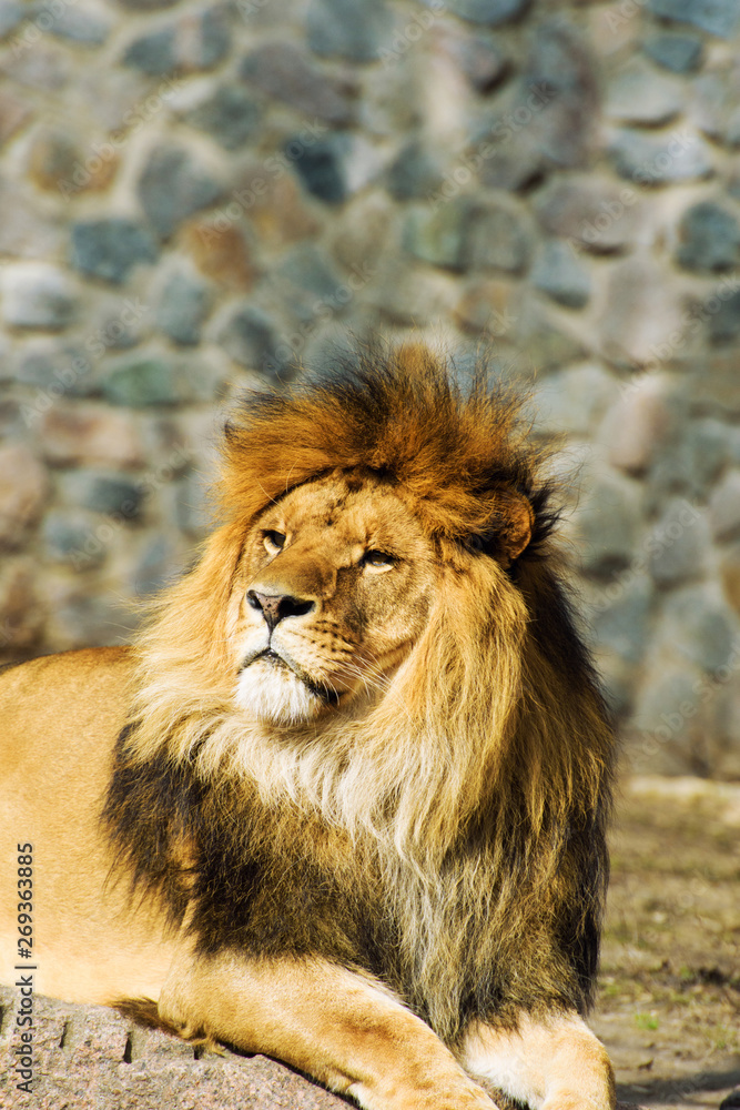 Fototapeta premium Beautiful Mighty Lion